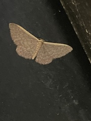 Idaea inversata