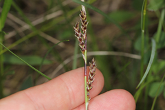 Carex richardsonii