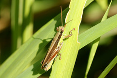 Scotussa impudica