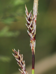 Carex richardsonii