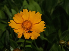 Acmaeodera ornata