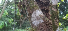 Anolis townsendi