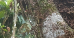 Anolis townsendi