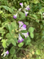 Collinsia multicolor