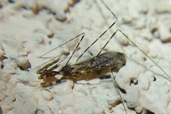 Stenolemoides arizonensis