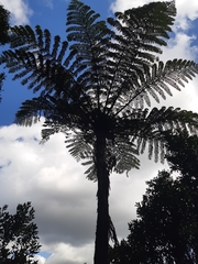 Cyathea cunninghamii