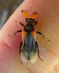 Ripiphorus