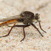 Proctacanthus - Photo (c) Greg Lasley,  זכויות יוצרים חלקיות (CC BY-NC), uploaded by Greg Lasley