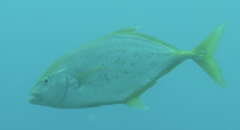 Flavocaranx bajad