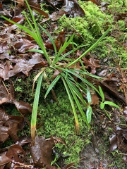 Carex hendersonii