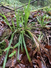 Carex hendersonii