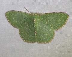 Eucyclodes metaspila