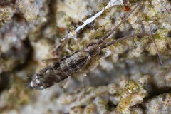 Pogonognathellus elongatus