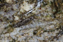 Pogonognathellus elongatus