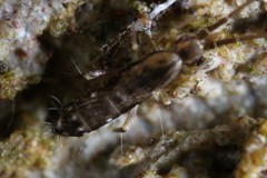 Pogonognathellus elongatus