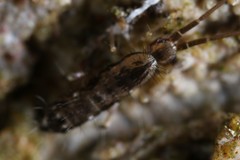 Pogonognathellus elongatus