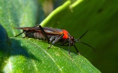 Lopidea nigridia