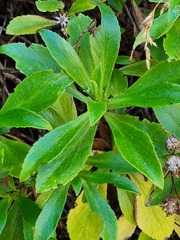 Traversia baccharoides