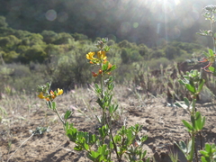 Acmispon dendroideus dendroideus