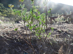 Acmispon dendroideus dendroideus
