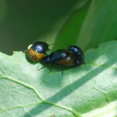 Gastrophysa atrocyanea
