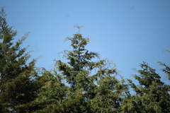 Toxostoma curvirostre