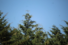 Toxostoma curvirostre