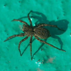 Lycosidae