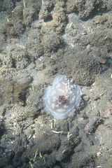 Asteronotus cespitosus