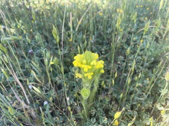 Castilleja rubicundula lithospermoides
