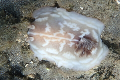 Asteronotus cespitosus