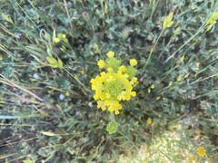 Castilleja rubicundula lithospermoides