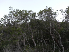 Lyonothamnus floribundus