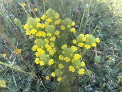 Castilleja rubicundula lithospermoides