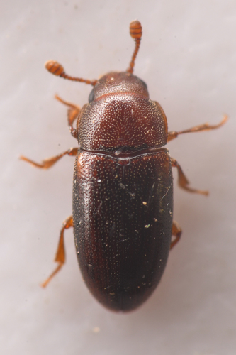Dacne californica photo 3