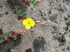 Camissoniopsis cheiranthifolia cheiranthifolia