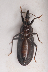 Triatoma protracta