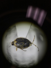 Peltodytes edentulus