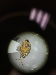 Peltodytes edentulus