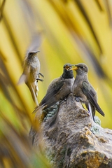 Oreotrochilus estella