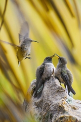 Oreotrochilus estella