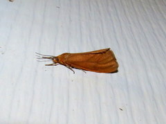 Virbia opella