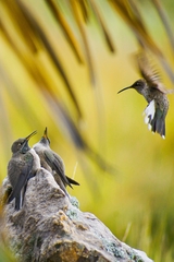 Oreotrochilus estella