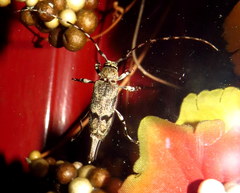 Graphisurus despectus