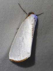 Thalaina selenaea