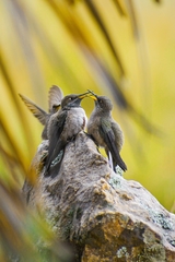 Oreotrochilus estella