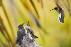 Oreotrochilus estella