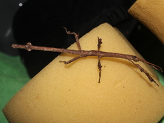 Pterinoxylus