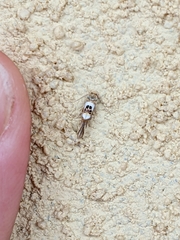 Hieromantis