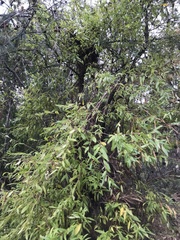 Billardiera heterophylla